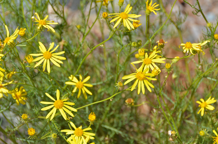 Smooth Threadleaf Ragwort is similar to Threadleaf Ragwort, Senecio flaccidus var. flaccidus but its stems are smoother, lacking surface hairs which are often found on the latter. Note the smooth or naked stems in the photo. Senecio flaccidus var. monoensis 